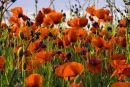 Poppies