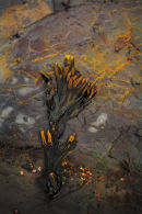Seaweed