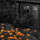 The Shed