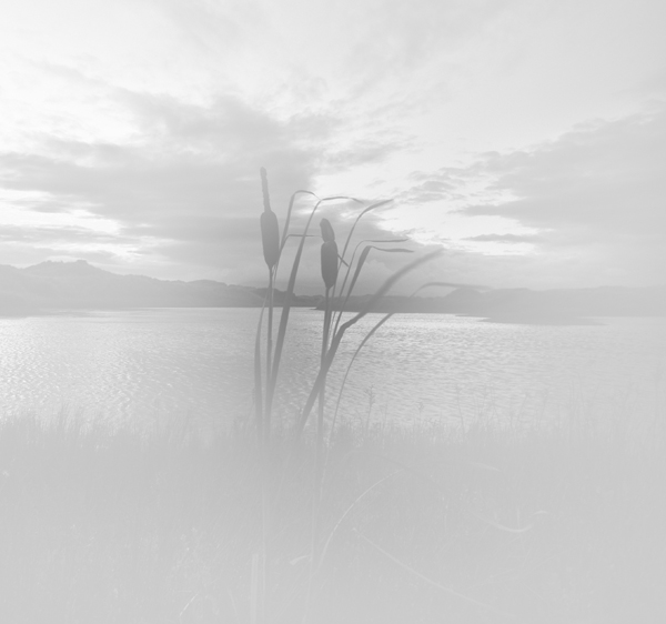 Bullrush