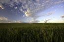 cornfield