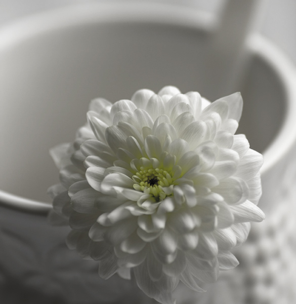 Flower and Cup