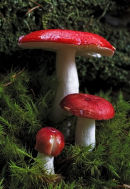 Simply Red