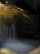 The Fall