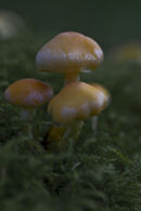 Toad