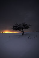 Snow and Tree