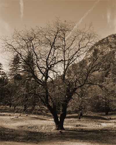 Tree-Yosemite