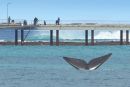 Whale at Lorne Pier