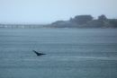 Whale in the mist