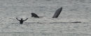 Whale of a time