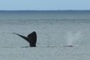 Two Whales