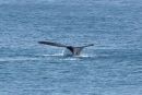 Whale tail 