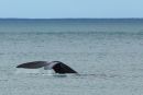 Whale Tail