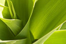 Agave plant