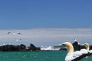 Gannets