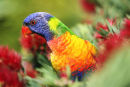 Lorikeet