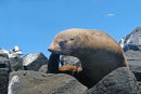 Seal