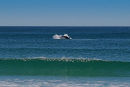 Right Whale