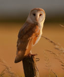 Isle of Wight Photographer of the Year 2009