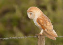 Barn Owl