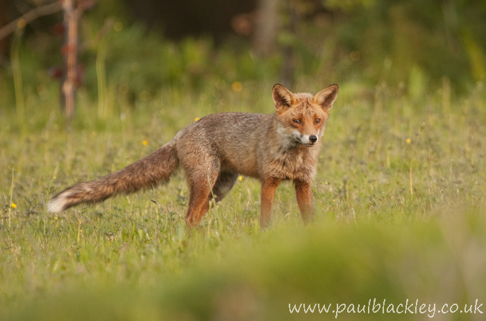 My Local Fox