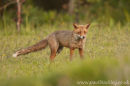 To out fox the Fox