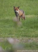 My Local Foxes