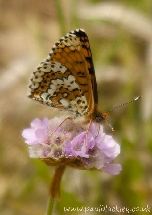 Glanville Fritillary Butterfly