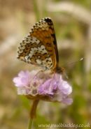 Glanville Fritillary Butterfly