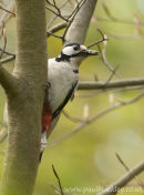 Great Spotted Woodpeckers
