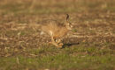 The Boisterous Hares
