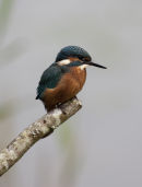Kingfishers