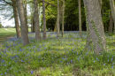 Bluebells