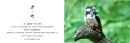 103 Greater Spotted Woodpecker