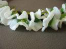 A close-up of the sweet peas