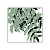 Ash Leaves 1