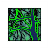 Lime Branches and Trunk