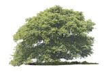 Single Oak in Summer.