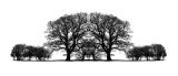 Double Oak and Hedge.