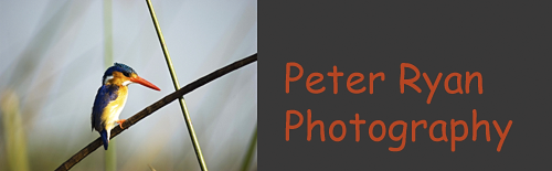 Peter Ryan Photography
