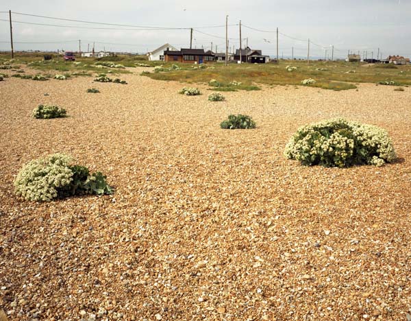 Dungeness Shingle Series #1