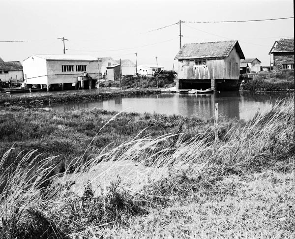 Oyster Bed Series #1