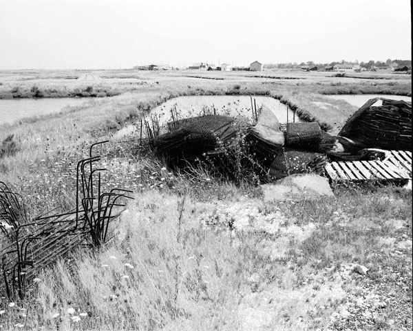 Oyster Bed Series #3