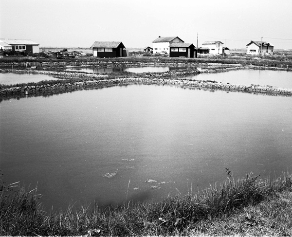 Oyster Bed Series #4