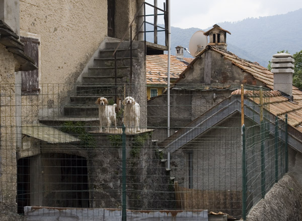 Quarno Sotto Dogs