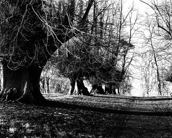 Shobrooke Trees Series #1