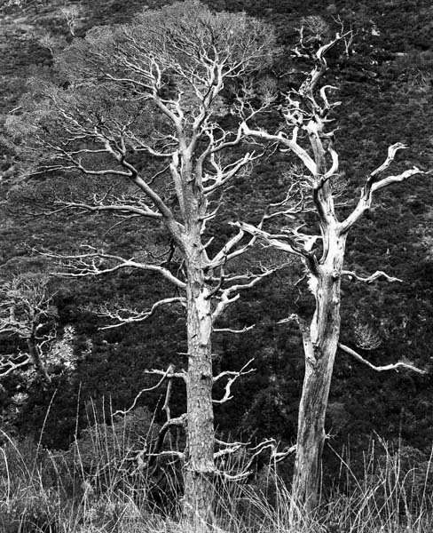 Torridon Series #8