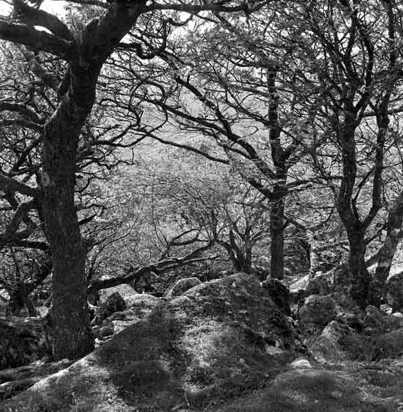 Wistman's Wood Series #7