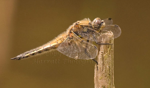 4 Spotted Chaser