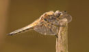 4 Spotted Chaser